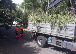 Limpeza junto ao Madeira Tecnopolo
