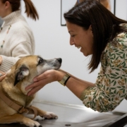 Campanha gratuita de vacinação para cães e gatos prosseguiu hoje na Sé: no sábado será a vez de Santa Luzia e Imaculado