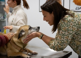 Campanha gratuita de vacinação para cães e gatos prosseguiu hoje na Sé: no sábado será a vez de Santa Luzia e Imaculado