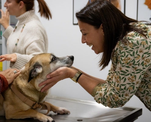 Campanha gratuita de vacinação para cães e gatos prosseguiu hoje na Sé: no sábado será a vez de Santa Luzia e Imaculado