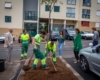 Rearborização da Rua do Brasil