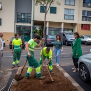 Rearborização da Rua do Brasil