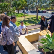 Funchal está a regular zonas de alimentação de gatos em espaços públicos