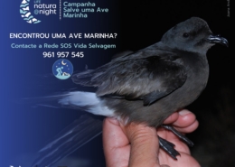Salve uma ave marinha